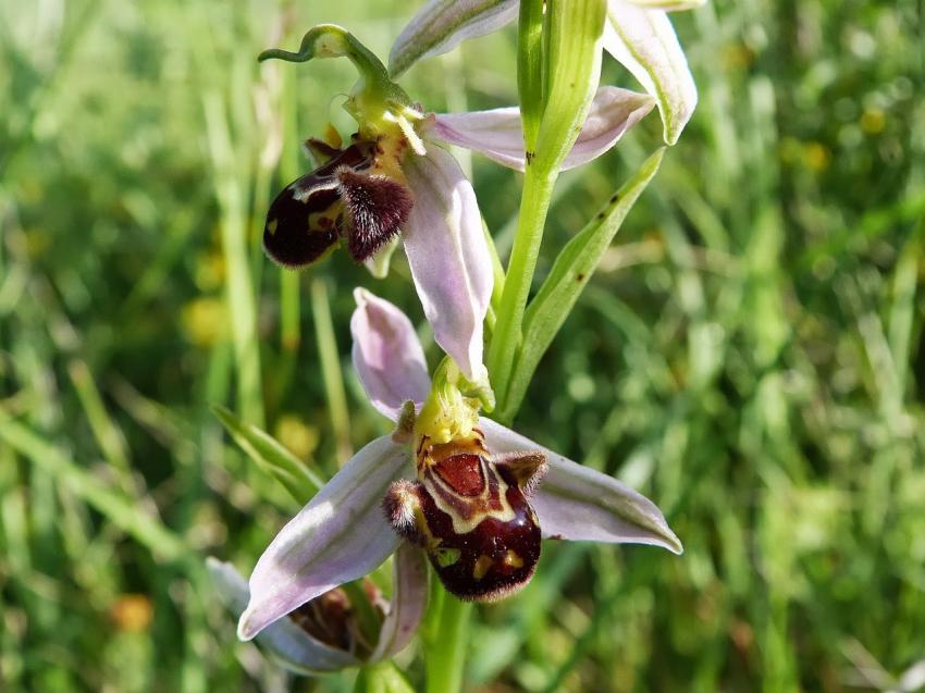 L'orchis de la Drme 
