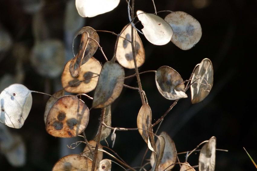 Fruits de la monaie du pape 