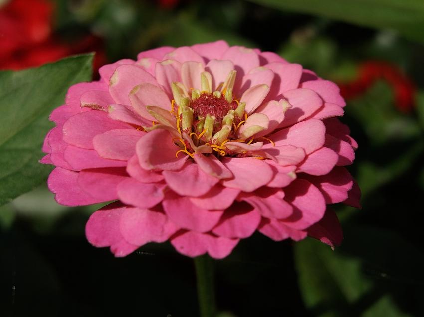 Zinnia