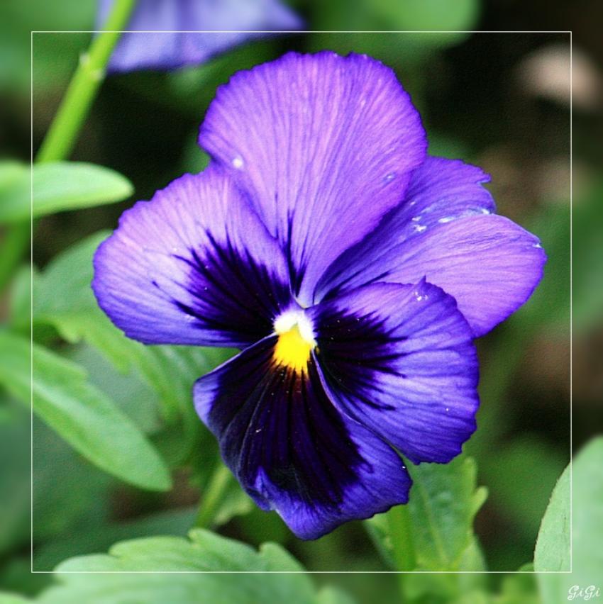 Une petite pense.....